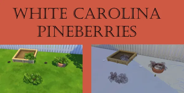 White Carolina Pineberry Harvestable